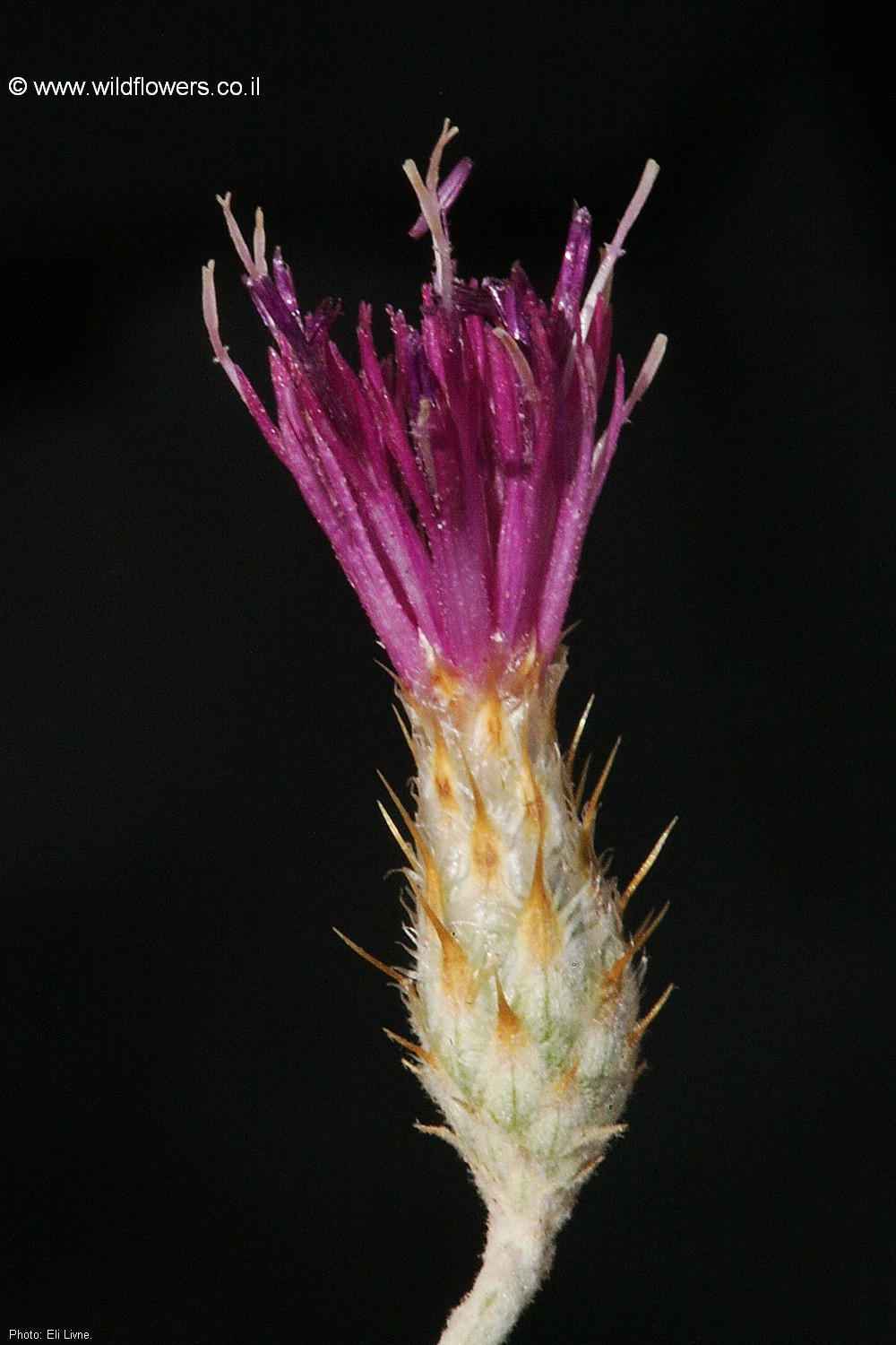 Centaurea damascena